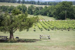 Oh So Glam: Arrington Vineyard