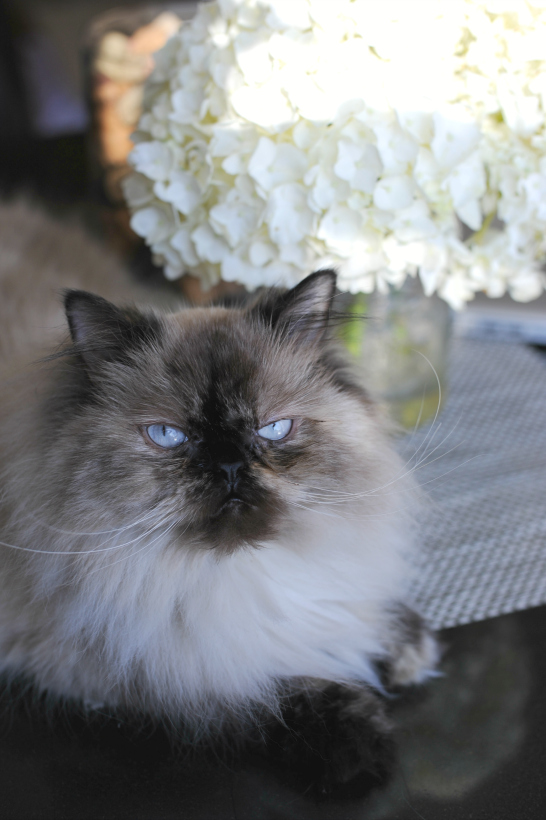 Mischa The Himalayan Cat