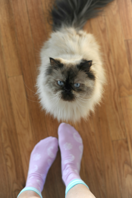 Mischa The Himalayan Cat