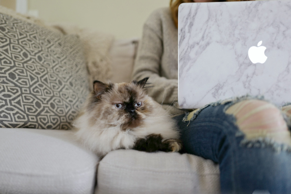 Oh So Glam Himalayan Cat