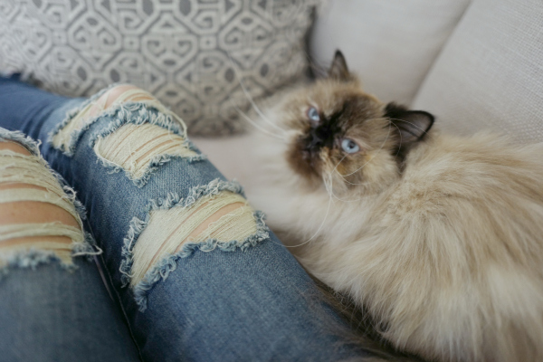 Oh So Glam Himalayan Cat