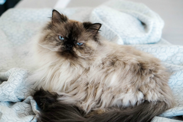 Oh So Glam Himalayan Cat