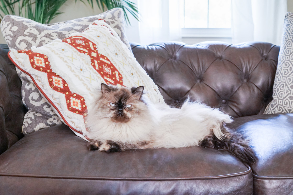 Himalayan Cat