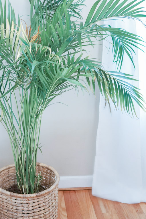 Cat Palm Plant in Wicker Basket