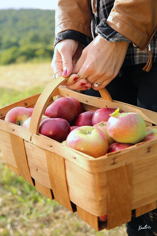 Apple Picking Connecticut