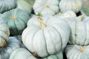 Pumpkin Picking Connecticut