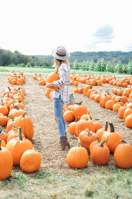 Connecticut Pumpkin Picking