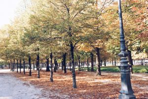 Paris Jardin Des Tuileries