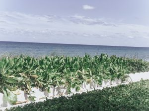Palm Beach Beaches