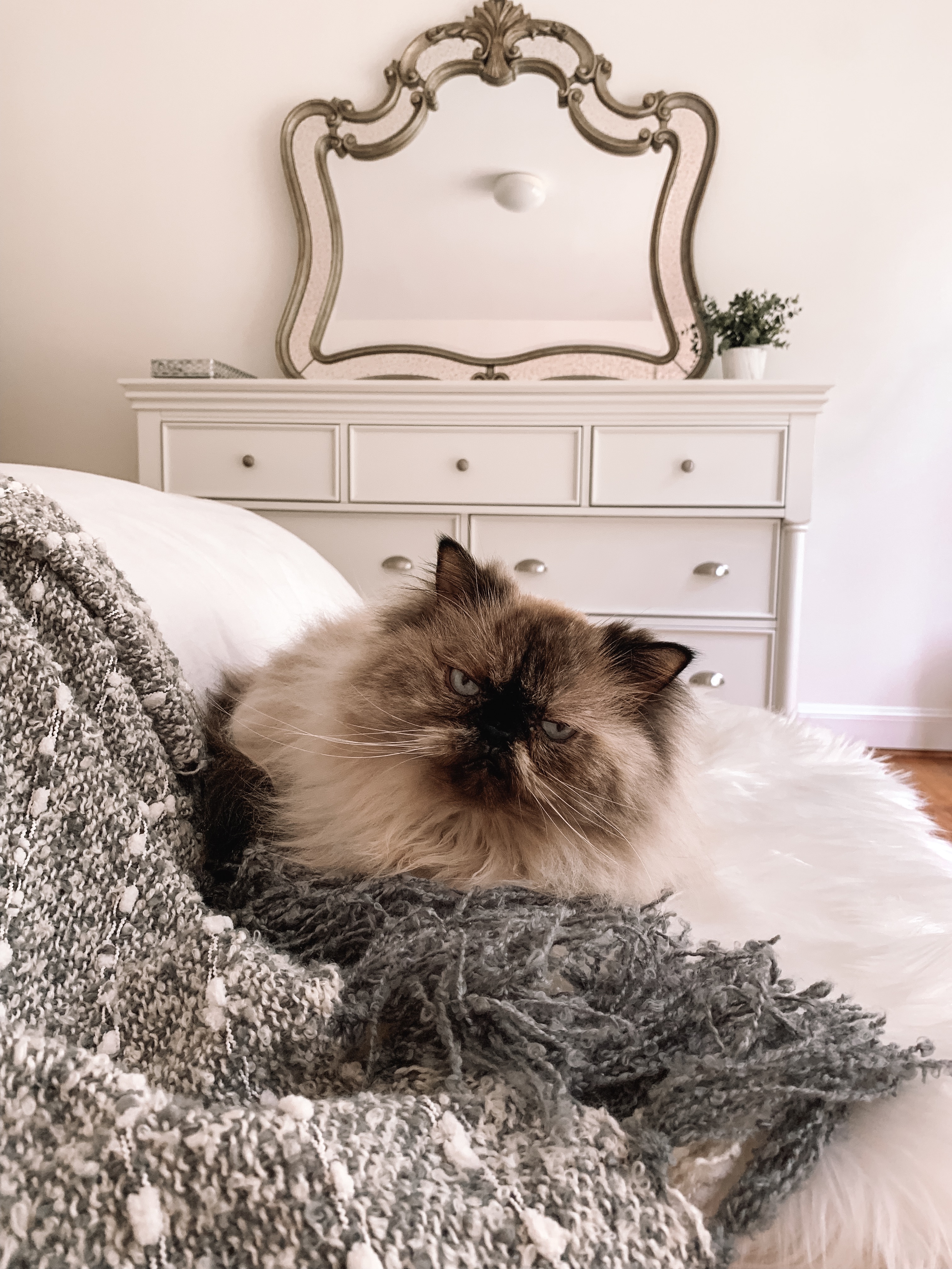 Mischa The Himalayan Cat