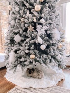 Himalayan Cat Christmas