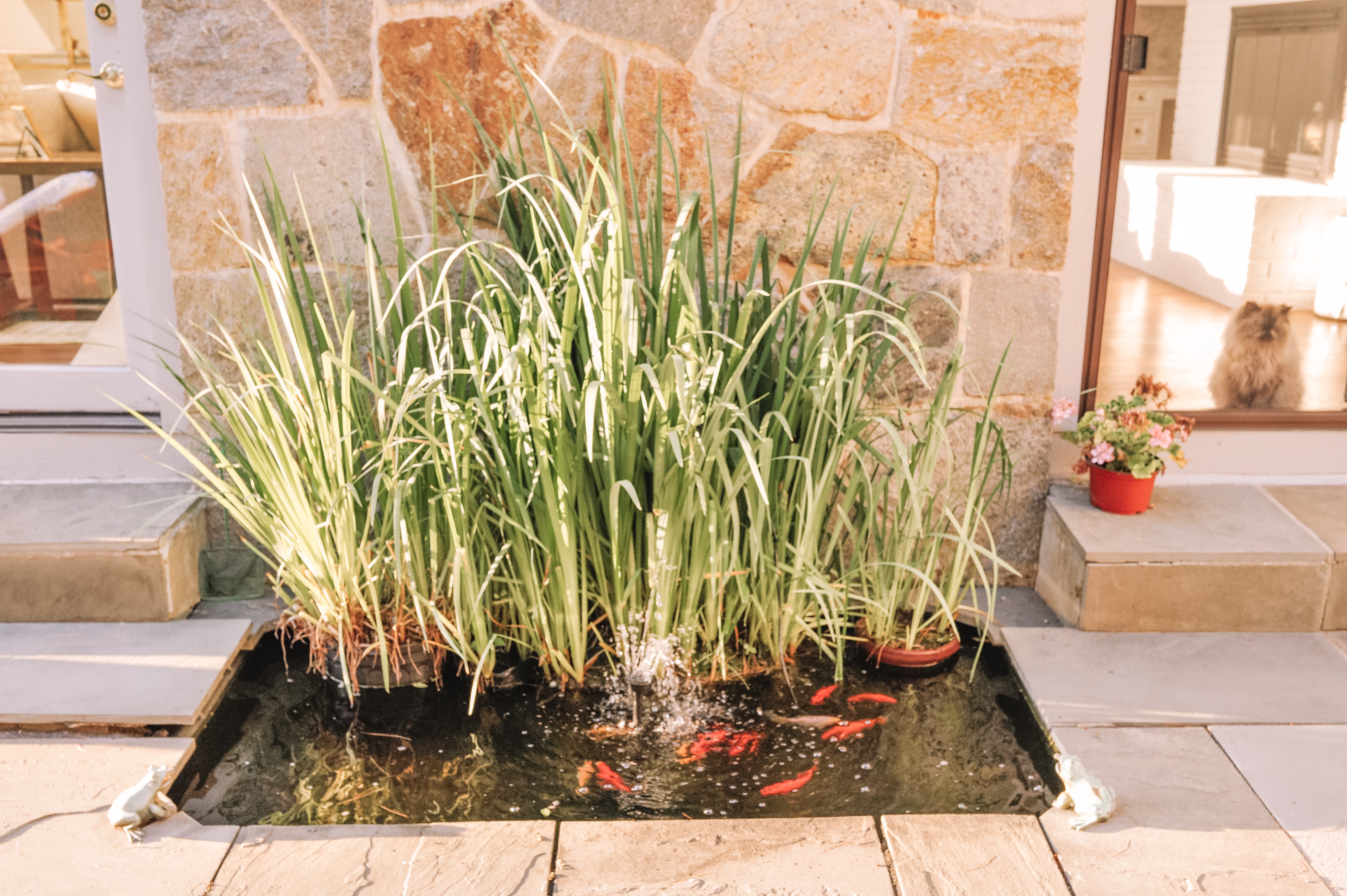 Outdoor Goldfish Pond