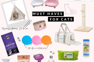 Must-Haves For Cats